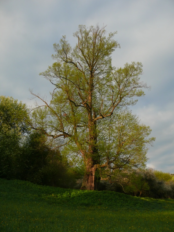 P1160226_m